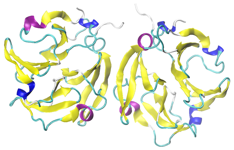 The hemopexin-like domain of MMP-9 in dimeric form (PDB: 1ITV).