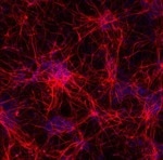 ioGlutamatergic Neurons™