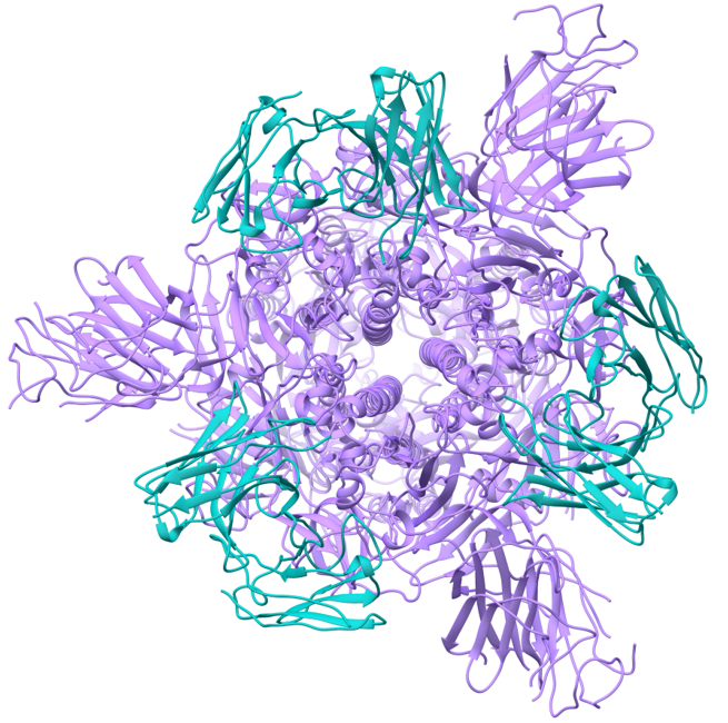Virus-neutralizing antibodies are one of the approaches to treat or prevent infection by the COVID-19 virus.