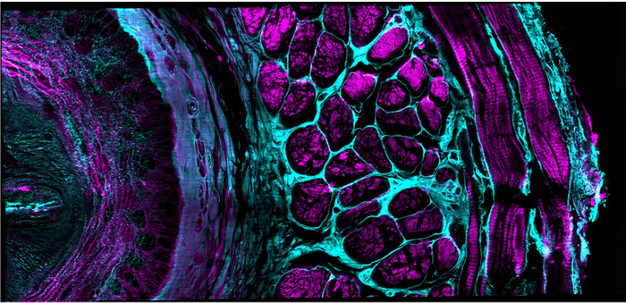 Mouse esophageal tissue slab (XY image), immunostained for tubulin (cyan) and actin (magenta), imaged in triple-view SIM mode.