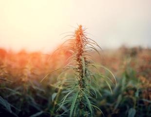 Pesticide testing workflow for cannabis and hemp products