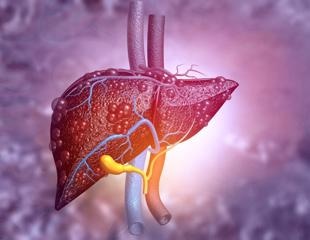 Globins in the body help fight liver disease
