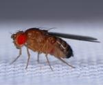 Research shows that fruit flies sperm are no more male entirely after mating