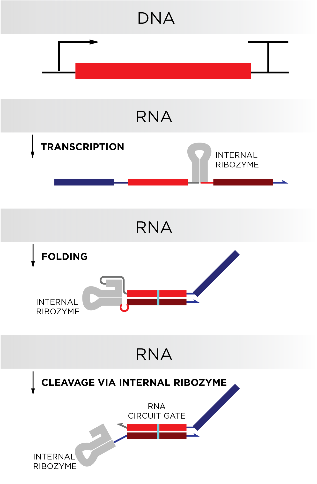 RNA Circuits