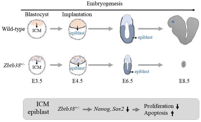 Zbtb38 removal results in early embryonic death