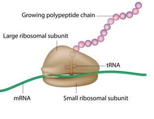 Researchers explore how tRNAs evolve in protein synthesis
