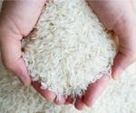 Study highlights an effective technique to overcome the rice yield constraint