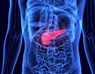 Researchers discover a protein that protects the pancreas from self-digestion