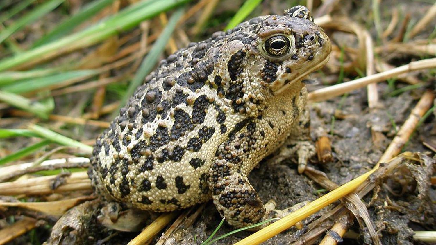 Researchers analyze immune system genetic diversity, likely to affect endangered toad existence