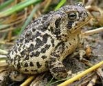 Researchers analyze immune system genetic diversity, likely to affect endangered toad existence