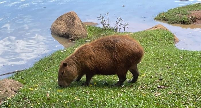 Enzymes found in capybara gut can promote the application of agroindustrial waste