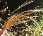Genetic options help researchers transmit rust resistance from one plant to another