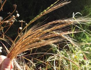 Genetic options help researchers transmit rust resistance from one plant to another