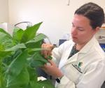 Researchers study the impacts of high carbon dioxide channels in plant membranes