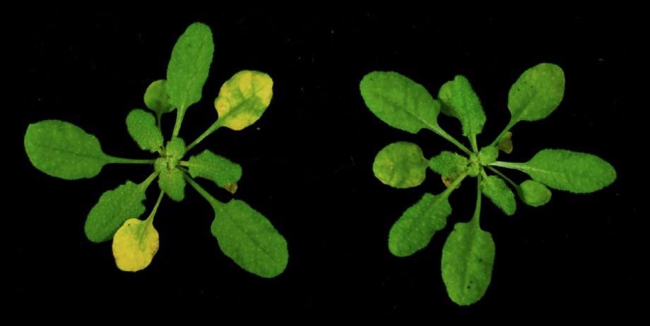Researchers finally discover the structure of plant protein NPR1