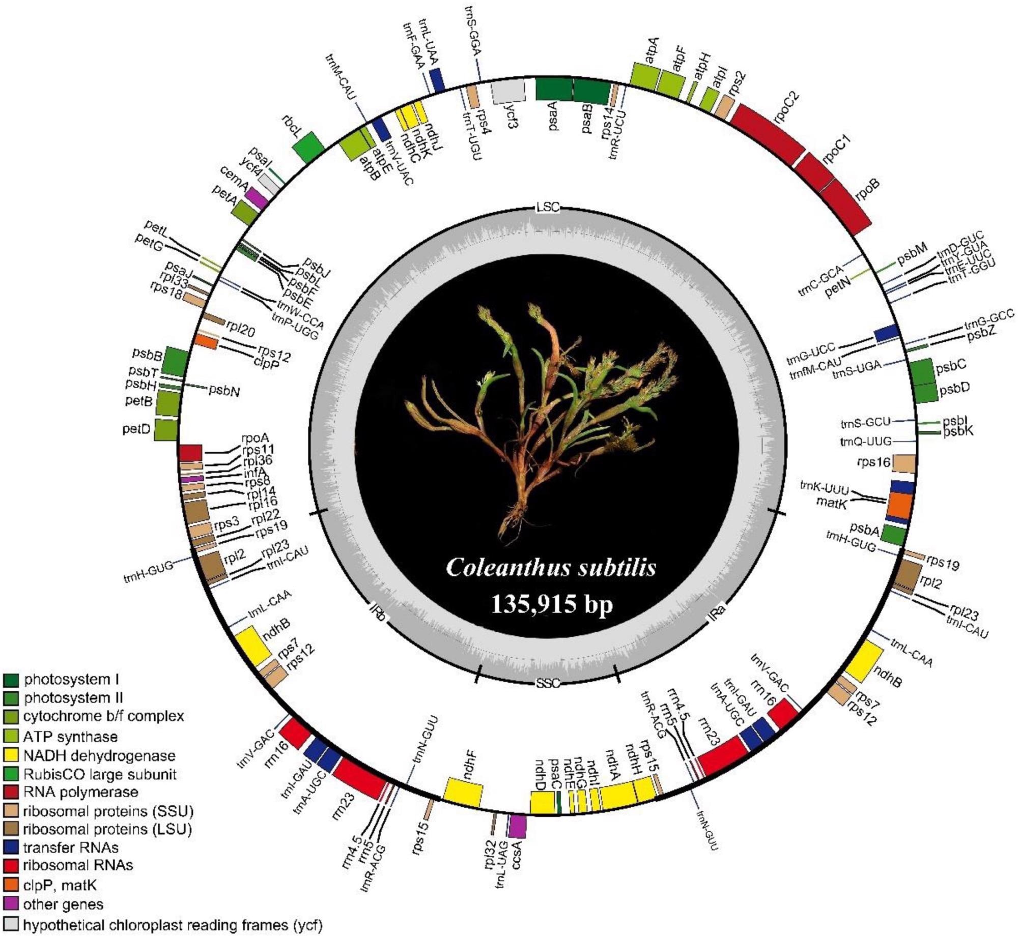 Research sheds light on first chloroplast genome report for Coleanthus subtilis