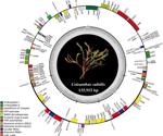 Research sheds light on first chloroplast genome report for Coleanthus subtilis
