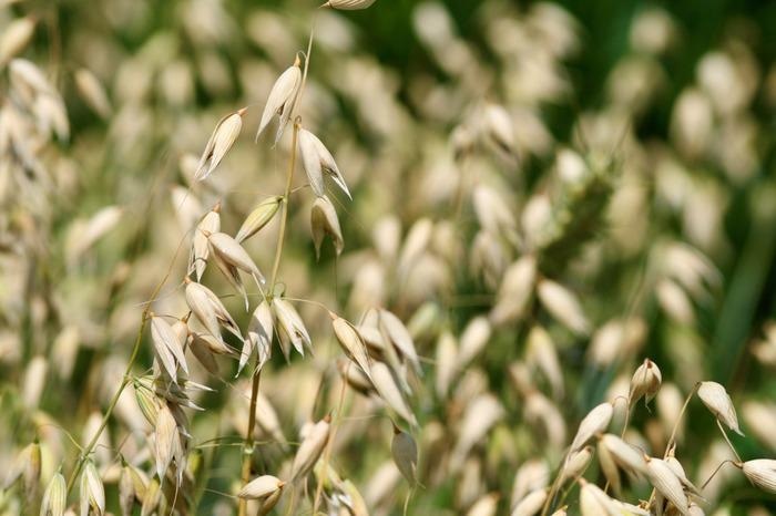 Researchers shed light on an exclusive healthy cereal - oats