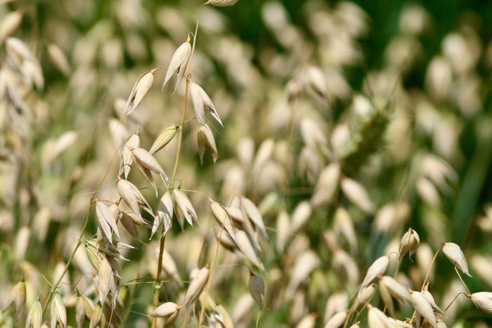 Research highlights how the oat genome may response to health benefits
