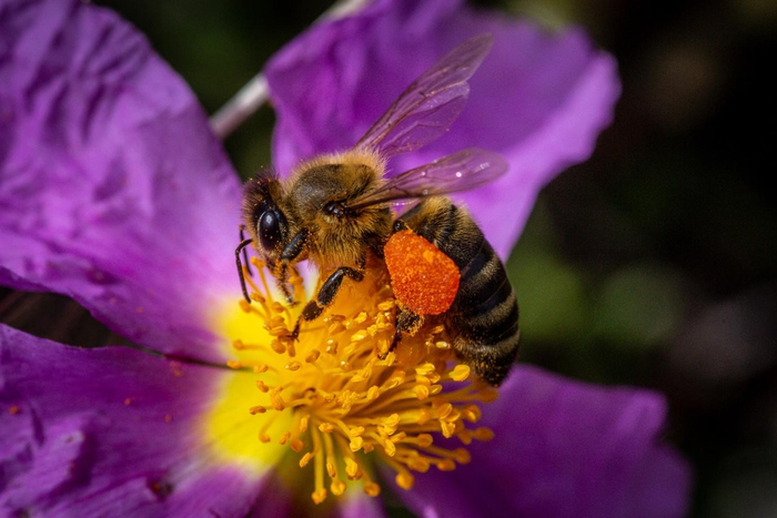Research may help to predict honeybee adaptation to environmental factors