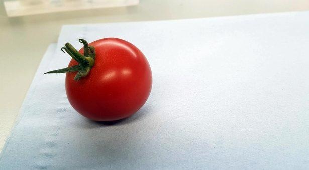 Researchers use gene-editing in tomatoes to boost vitamin D content