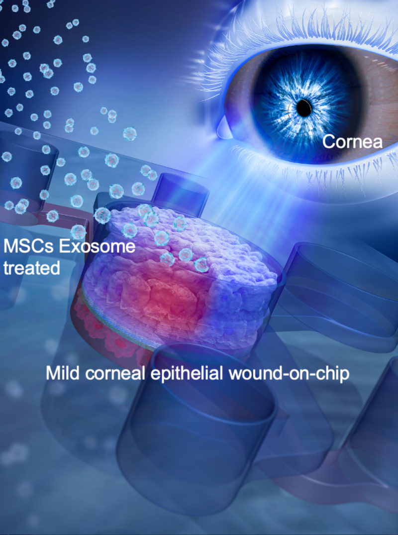 Researchers create human cornea-on-a-chip to check the therapeutic effect of MSC exosomes on corneal disorders