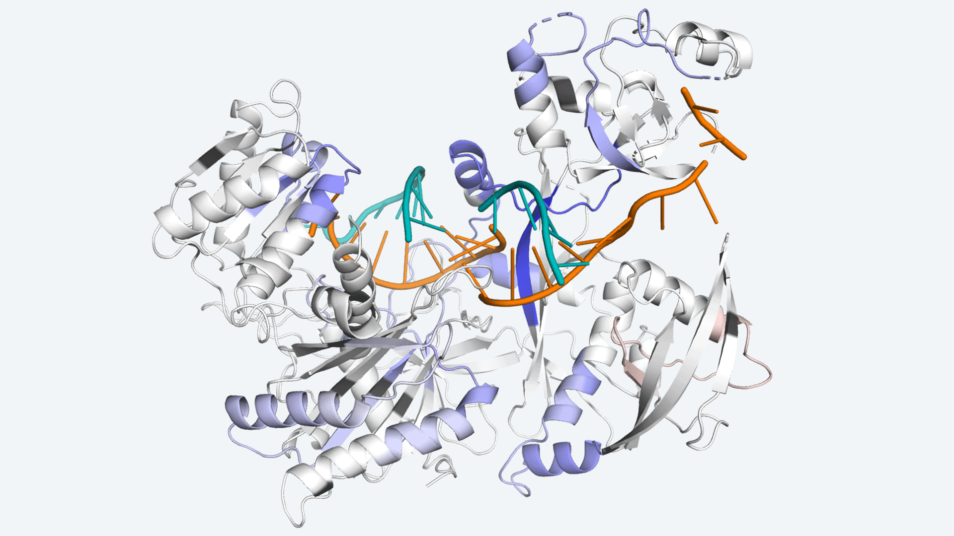 Study reveals how RNAi workhorse protein optimizes to keep protein synthesis on track