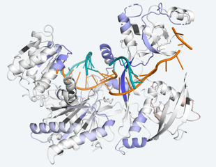 Study reveals how RNAi workhorse protein optimizes to keep protein synthesis on track