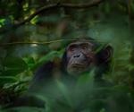 Study shows how genetic database offers strong implications for chimpanzee conservation