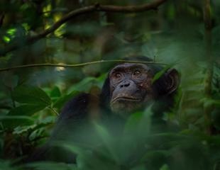 Study shows how genetic database offers strong implications for chimpanzee conservation