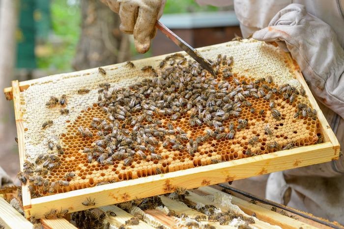 Researchers evaluate a new virus variant that hovers bees worldwide