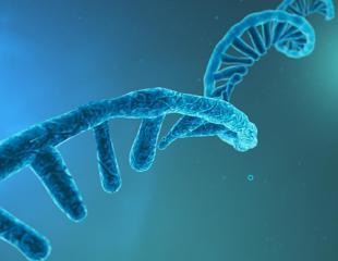 Study identifies the regulatory function of non-coding 7S RNA