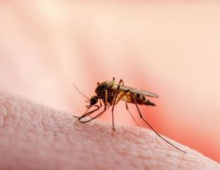 Researchers developed a weapon to combat drug-resistant malaria