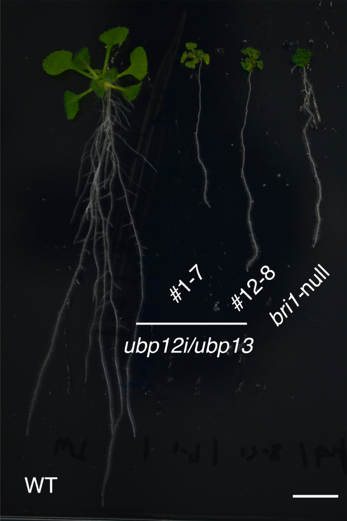 Study provides new knowledge on the influence of membrane proteins on plant growth