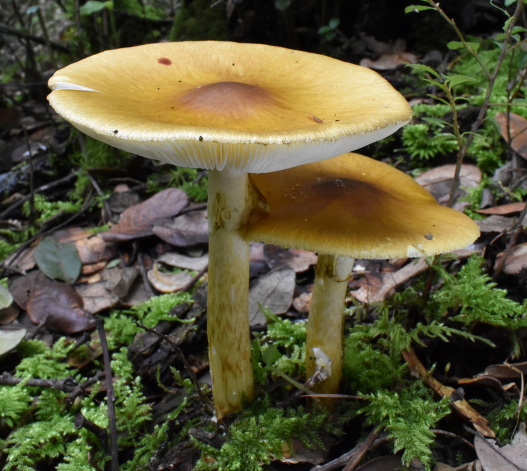 Experts identify genes responsible for toxin biosynthesis in unrelated poisonous mushrooms