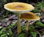 Experts identify genes responsible for toxin biosynthesis in unrelated poisonous mushrooms