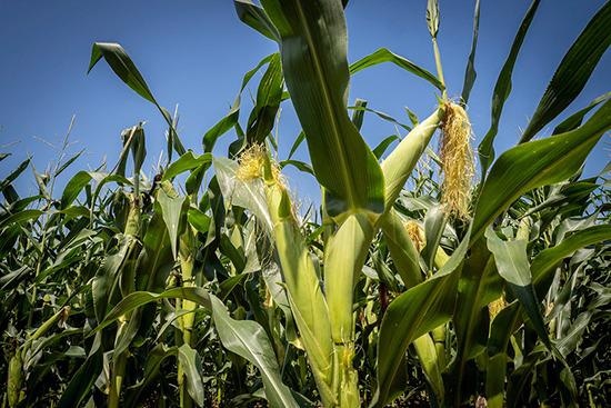 Genetically modified corn shows less impact on non-target organisms