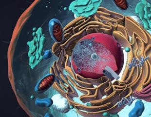 Researchers analyze and demonstrate how organelles divide into cells