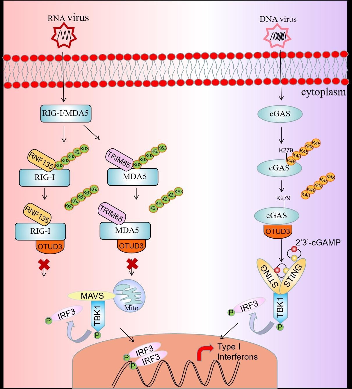 OTUD3 shows opposing effects in innate immunity to RNA and DNA viruses