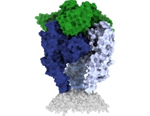 Researchers capture a new high-resolution view of the rabies virus