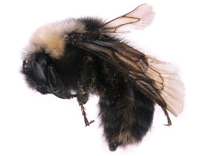 Researchers understand and collect a diverse range of bee genomes