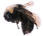 Researchers understand and collect a diverse range of bee genomes