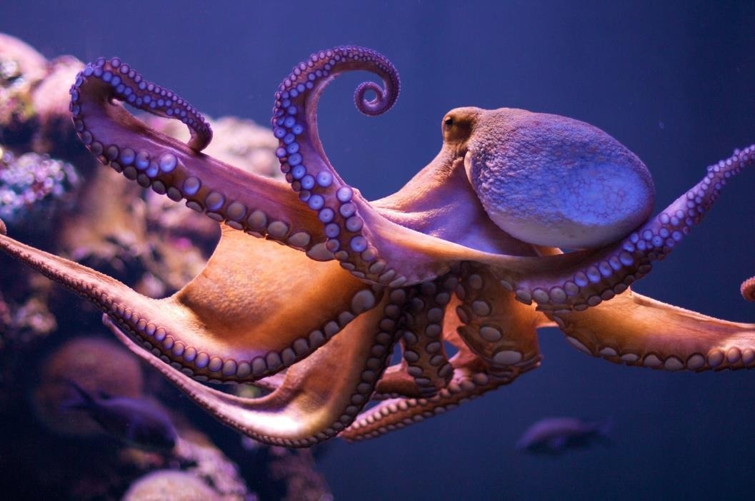 Study identifies the crucial activity of transposable elements in the evolution of the octopus genomes