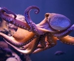 Study identifies the crucial activity of transposable elements in the evolution of the octopus genomes