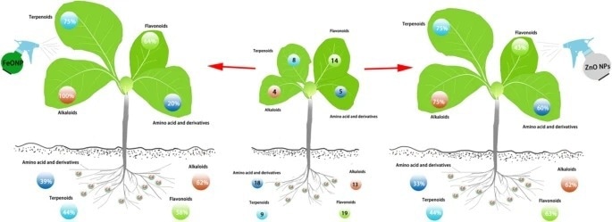 Researchers investigate the mechanisms of nanoparticle-mediated cadmium tolerance in plants
