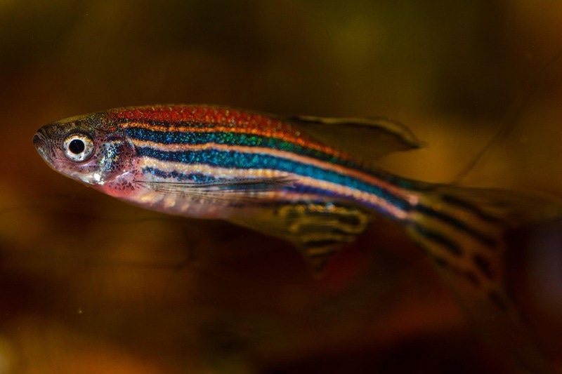 Researchers get a complete atlas of zebrafish genetic data for biomedical research