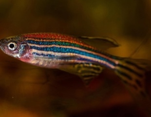 Researchers get a complete atlas of zebrafish genetic data for biomedical research