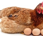 Researchers create antibodies against the SARS-CoV-2 from hen eggs