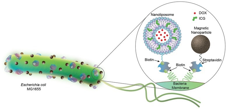 Research combines robotics and biology to create biohybrid microrobots using E. coli