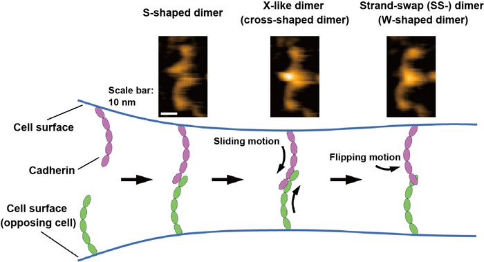 New insights into cadherin binding using high-speed atomic force microscopy